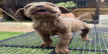 pitbull wife and family